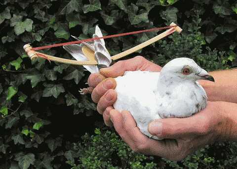 A pigeon wearing a special bow designed to oscillate with the wind